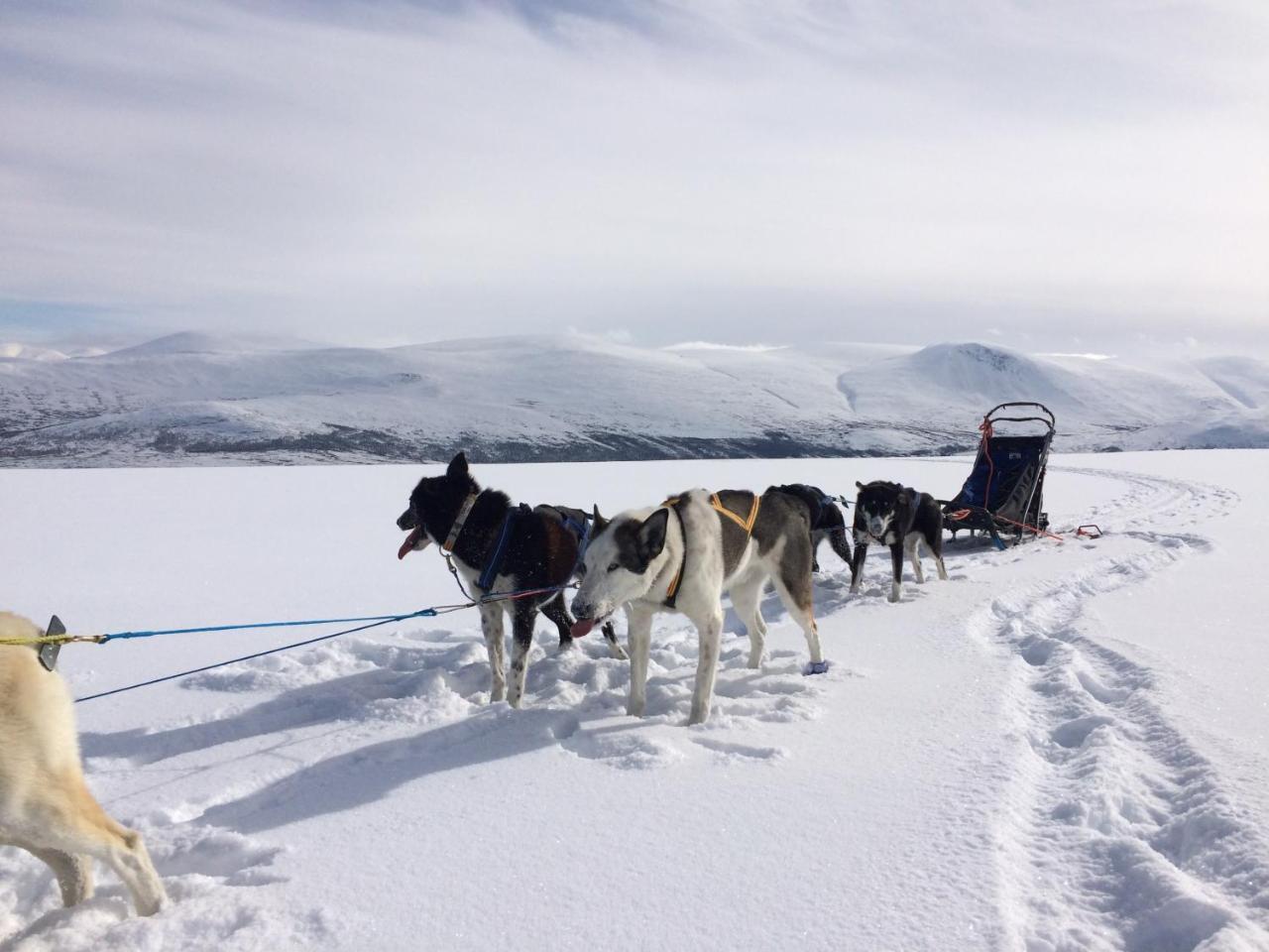 Jotunheimen Husky Lodge Randsverk Buitenkant foto